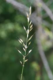 Fotografia da espécie Arrhenatherum elatius subesp. elatius