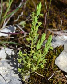 Fotografia da espécie Asterolinon linum-stellatum