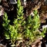 Fotografia 6 da espécie Asterolinon linum-stellatum do Jardim Botânico UTAD