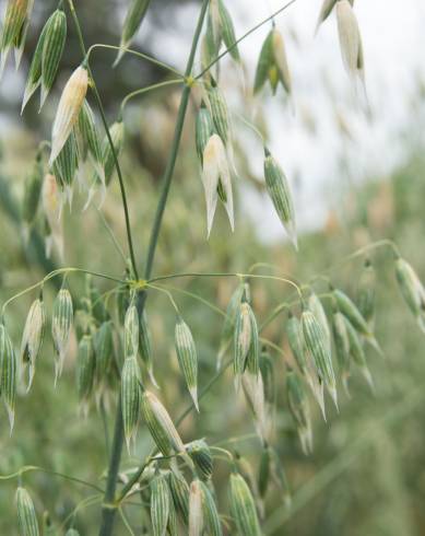 Fotografia de capa Avena byzantina - do Jardim Botânico