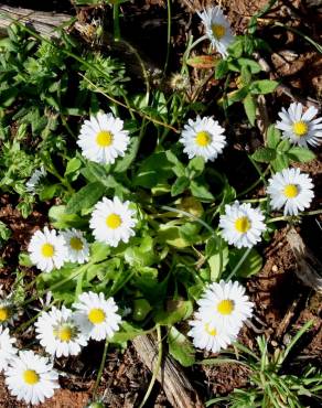 Fotografia 5 da espécie Bellis annua subesp. annua no Jardim Botânico UTAD