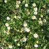 Fotografia 6 da espécie Bellis annua subesp. annua do Jardim Botânico UTAD