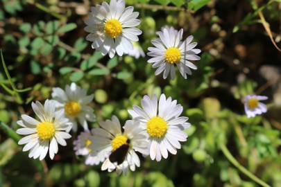 Fotografia da espécie Bellis annua subesp. annua