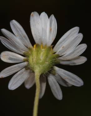 Fotografia 12 da espécie Bellis annua subesp. annua no Jardim Botânico UTAD