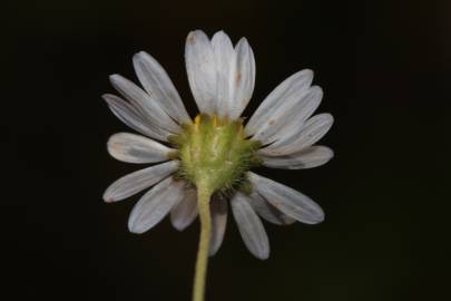 Fotografia da espécie Bellis annua subesp. annua