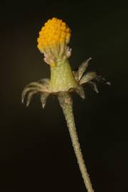 Fotografia da espécie Bellis annua subesp. annua