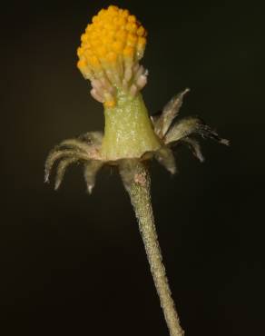 Fotografia 13 da espécie Bellis annua subesp. annua no Jardim Botânico UTAD