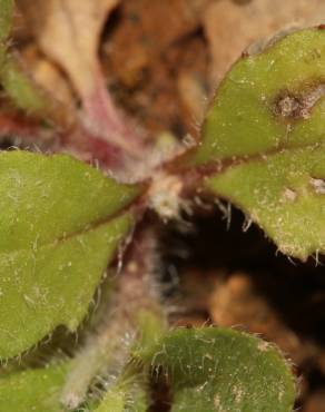 Fotografia 15 da espécie Bellis annua subesp. annua no Jardim Botânico UTAD