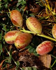 Fotografia da espécie Astragalus incanus