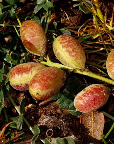 Fotografia de capa Astragalus incanus subesp. nummularioides - do Jardim Botânico