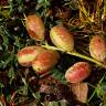 Fotografia 1 da espécie Astragalus incanus subesp. nummularioides do Jardim Botânico UTAD