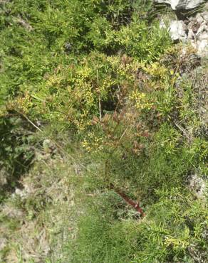 Fotografia 17 da espécie Prangos trifida no Jardim Botânico UTAD