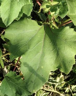 Fotografia 6 da espécie Xanthium orientale no Jardim Botânico UTAD