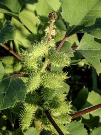 Fotografia da espécie Xanthium orientale