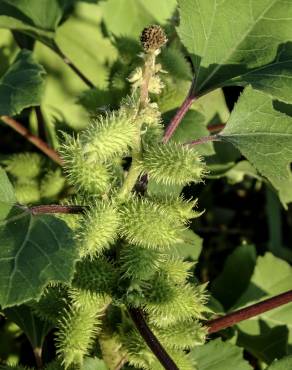 Fotografia 9 da espécie Xanthium orientale no Jardim Botânico UTAD