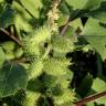 Fotografia 9 da espécie Xanthium orientale do Jardim Botânico UTAD