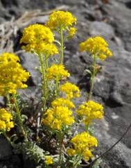 Alyssum serpyllifolium