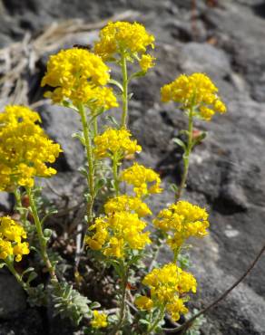 Fotografia 1 da espécie Alyssum serpyllifolium no Jardim Botânico UTAD