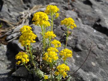 Fotografia da espécie Alyssum serpyllifolium