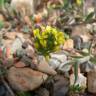 Fotografia 6 da espécie Alyssum granatense do Jardim Botânico UTAD