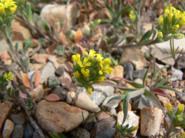 Fotografia da espécie Alyssum granatense