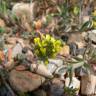Fotografia 7 da espécie Alyssum granatense do Jardim Botânico UTAD
