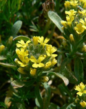 Fotografia 1 da espécie Alyssum granatense no Jardim Botânico UTAD