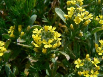 Fotografia da espécie Alyssum granatense