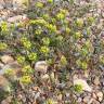 Fotografia 9 da espécie Alyssum granatense do Jardim Botânico UTAD