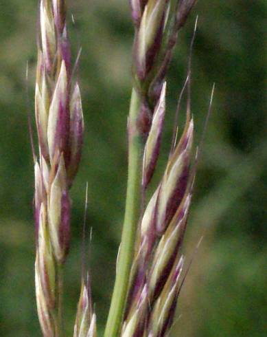 Fotografia de capa Arrhenatherum elatius subesp. bulbosum - do Jardim Botânico