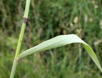 Fotografia da espécie Arrhenatherum elatius subesp. bulbosum