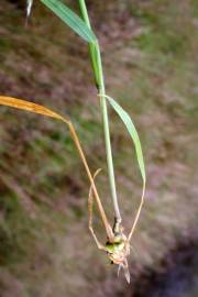 Fotografia da espécie Arrhenatherum elatius subesp. bulbosum