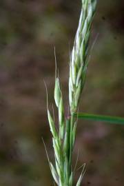 Fotografia da espécie Arrhenatherum elatius subesp. bulbosum