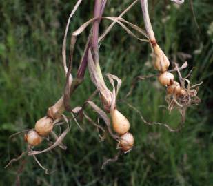 Fotografia da espécie Arrhenatherum elatius subesp. bulbosum