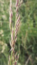 Fotografia da espécie Arrhenatherum elatius subesp. bulbosum