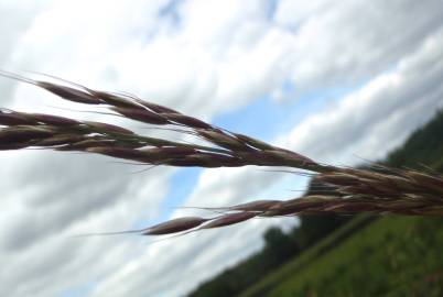 Fotografia da espécie Arrhenatherum elatius subesp. bulbosum