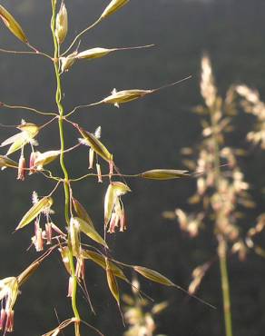 Fotografia 10 da espécie Arrhenatherum elatius subesp. bulbosum no Jardim Botânico UTAD