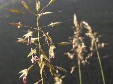 Fotografia da espécie Arrhenatherum elatius subesp. bulbosum