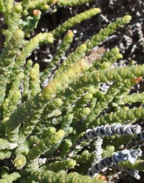 Fotografia 9 da espécie Arthrocnemum macrostachyum no Jardim Botânico UTAD