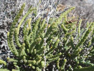 Fotografia da espécie Arthrocnemum macrostachyum