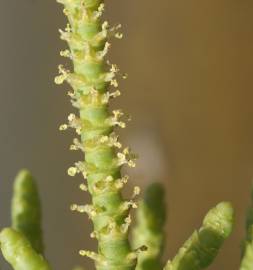 Fotografia da espécie Arthrocnemum macrostachyum