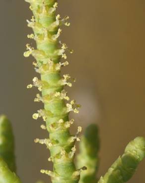 Fotografia 14 da espécie Arthrocnemum macrostachyum no Jardim Botânico UTAD