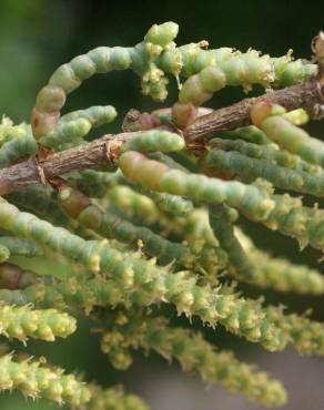 Fotografia 18 da espécie Arthrocnemum macrostachyum no Jardim Botânico UTAD