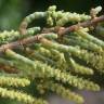 Fotografia 18 da espécie Arthrocnemum macrostachyum do Jardim Botânico UTAD