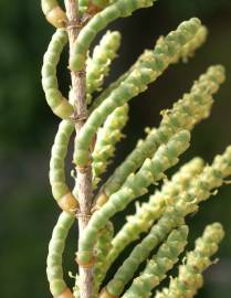 Fotografia da espécie Arthrocnemum macrostachyum