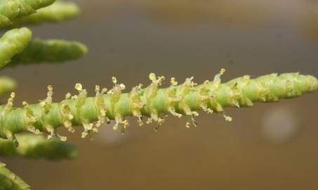 Fotografia da espécie Arthrocnemum macrostachyum