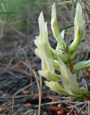 Fotografia 1 da espécie Astragalus monspessulanus subesp. gypsophilus no Jardim Botânico UTAD