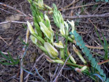 Fotografia da espécie Astragalus monspessulanus subesp. gypsophilus