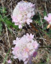 Fotografia da espécie Armeria macrophylla