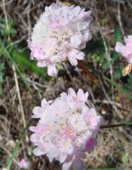 Armeria macrophylla